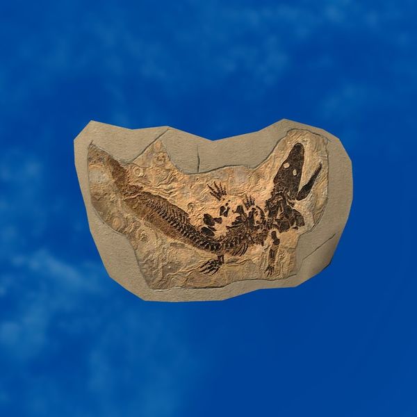 File:SRMOD-LOTD-fossil-t4-primitive amphibian fossil.jpg