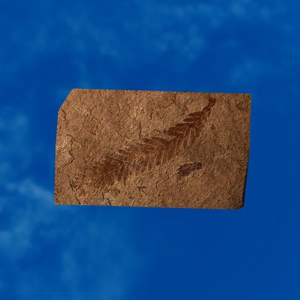 File:SRMOD-LOTD-fossil-t2-redwood tree leaf fossil.jpg