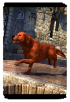 ON-card-West Weald Retriever.png