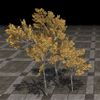 ON-furnishing-Tree, Small Yellow Beech Cluster.jpg