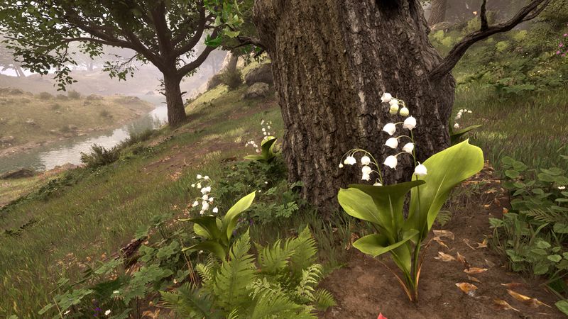 File:OBR-flora-Lily of the Valley.jpg