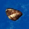 SRMOD-LOTD-tide-old clam-large.jpg