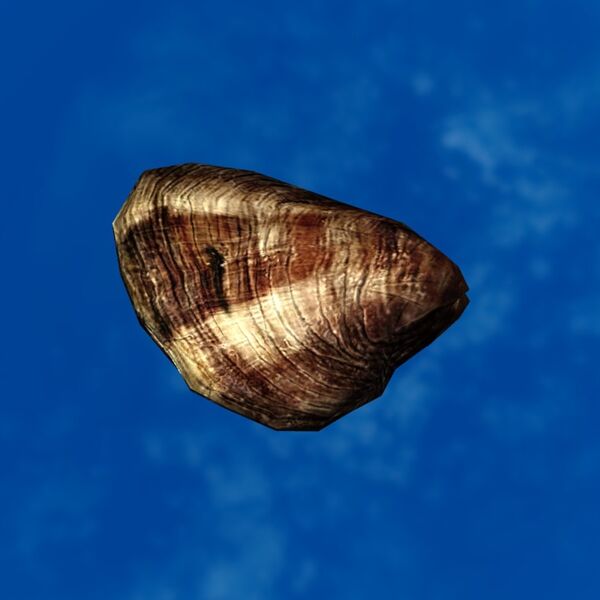 File:SRMOD-LOTD-tide-old clam-large.jpg