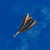 SRMOD-LOTD-tide-other-seabird feathers.jpg