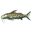 SR-icon-food-Catfish.png