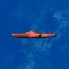 SRMOD-LOTD-tide-starfish-red.jpg