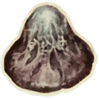 OBR-icon-ingredient-Blister Pod Cap.png