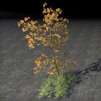 ON-furnishing-Saplings, Autumn Cluster.jpg