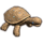 ON-icon-furnishing-Seed Doll, Turtle.png