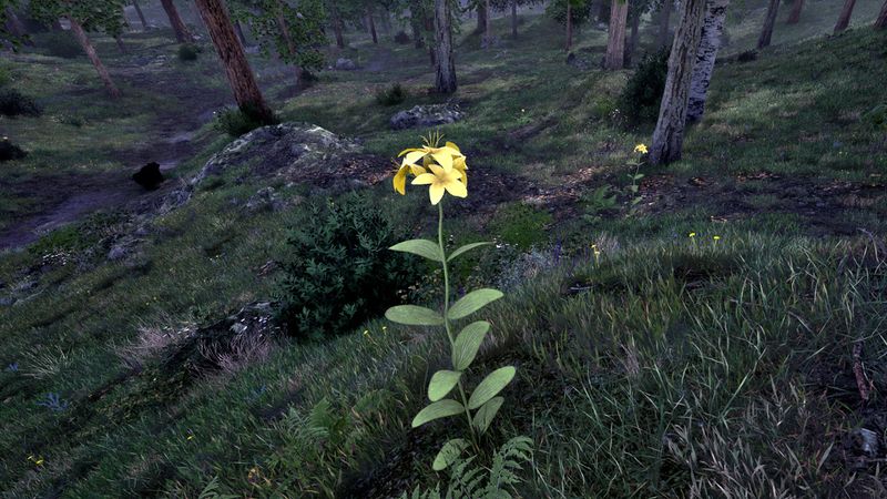 File:OBR-flora-St. John's Wort.jpg