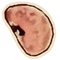 OBR-icon-ingredient-Cinnabar Polypore Red Cap.png