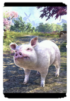 ON-card-Pink Pearl Pig.png