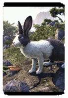 ON-card-Pale Pass Mountain Hare.png