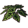 ON-icon-furnishing-Plant, Emerald Heart Begonia.png