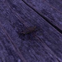 ON-creature-Cockroach.jpg