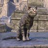 ON-pet-Senchal Striped Cat.jpg