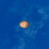 SRMOD-LOTD-tide-scallop shell-soft orange.jpg