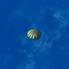 SRMOD-LOTD-tide-scallop shell-slate.jpg