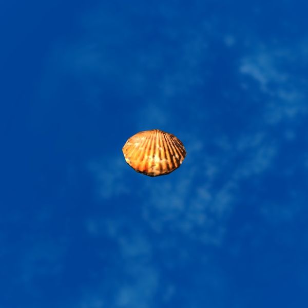 File:SRMOD-LOTD-tide-scallop shell-orange.jpg