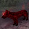 ON-pet-Bloodmoon Wolf Pup.jpg