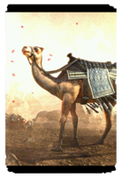 ON-card-Sword-Singer's Tufted Camel.png