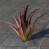 ON-furnishing-Plant, Red Aloe.jpg