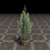 ON-furnishing-Potted Tree, Systres Pine.jpg
