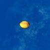 SRMOD-LOTD-tide-scallop shell-yellow shell.jpg