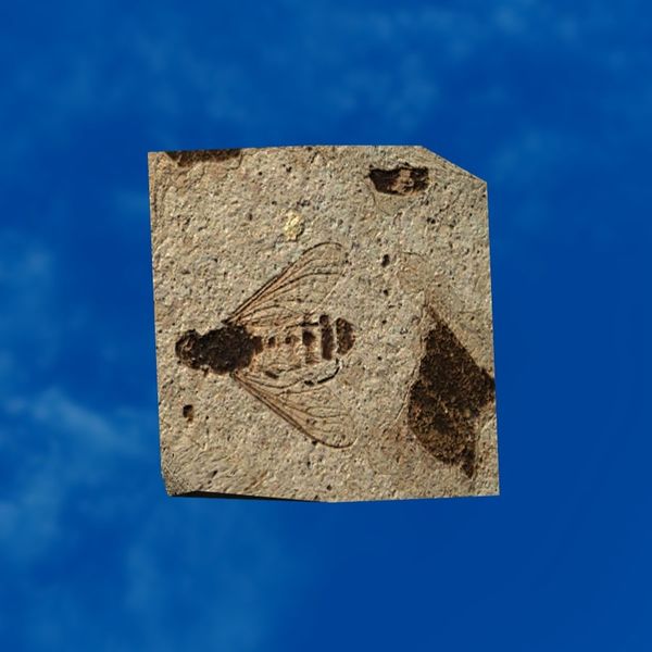 File:SRMOD-LOTD-fossil-t1-bee fossil.jpg