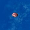 SRMOD-LOTD-tide-scallop shell-wavy purple.jpg