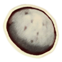 OBR-icon-ingredient-Steel-Blue Entoloma Cap.png