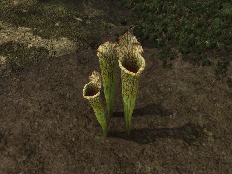 File:OBR-flora-Pitcher Plant.jpg
