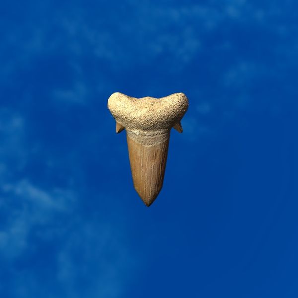 File:SRMOD-LOTD-fossil-t1-fossilized shark tooth.jpg