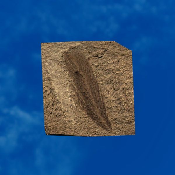 File:SRMOD-LOTD-fossil-t2-fossilized feather.jpg