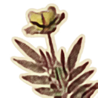 OBR-icon-ingredient-Dragon's Tongue.png
