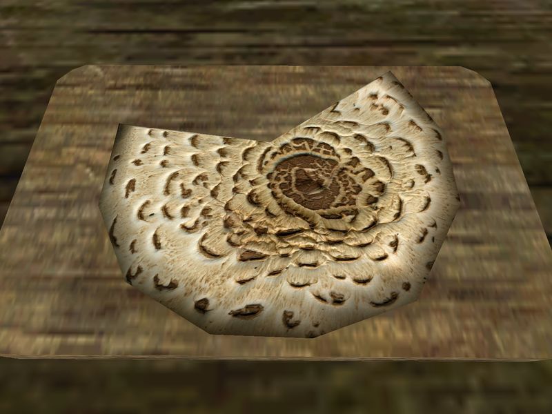 File:TD3-ing-Dryad's Saddle Polypore Cap.jpg