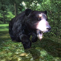 OB-creature-Black Bear.jpg