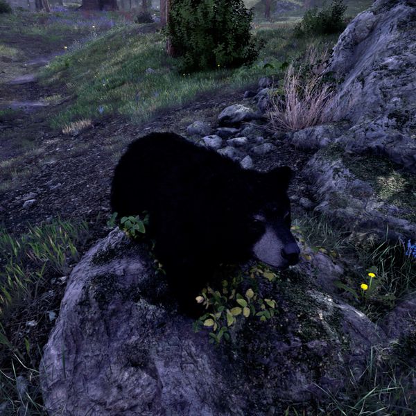 File:OBR-creature-Black Bear.jpg