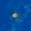 SRMOD-LOTD-tide-scallop shell-green and white.jpg