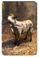 ON-card-Mottled Sheep.png