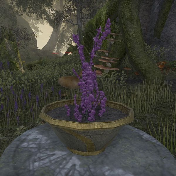 File:ON-flora-Royal Lavender.jpg