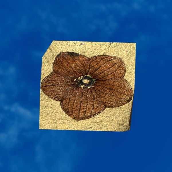 File:SRMOD-LOTD-fossil-t2-flower fossil.jpg