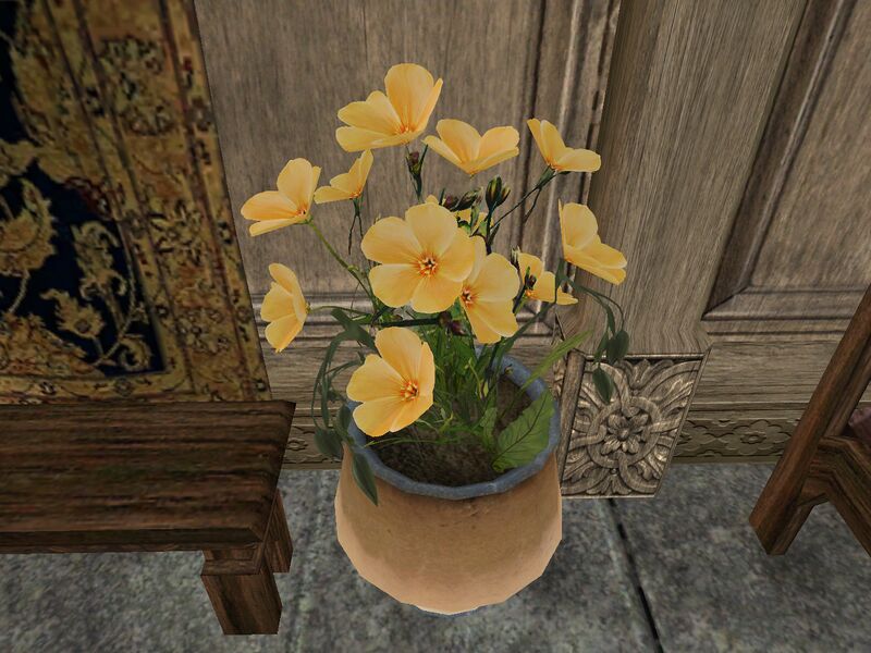 File:TD3-flora-Flax 03.jpg