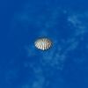 SRMOD-LOTD-tide-scallop shell-blue.jpg