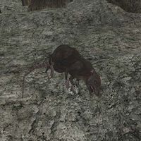 MW-creature-Dead Rat.jpg
