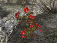 TD3-flora-Blood Lily.jpg