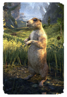 ON-card-South Weald Prairie Dog.png