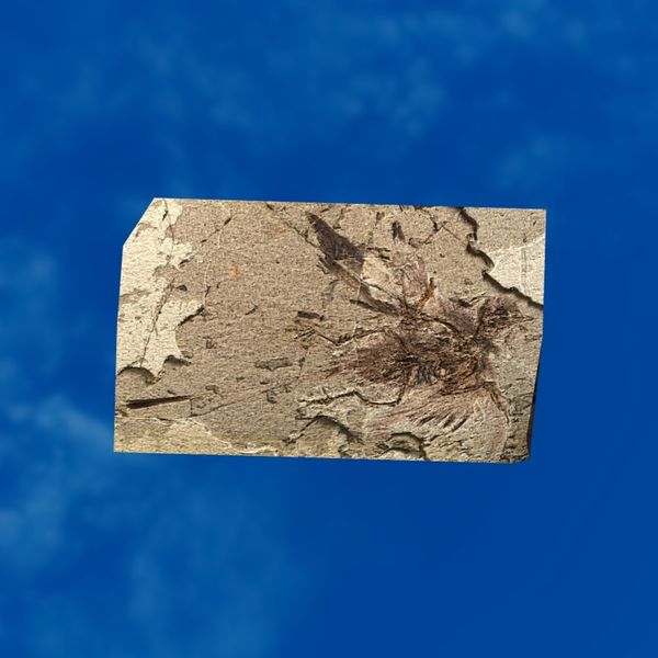 File:SRMOD-LOTD-fossil-t3-proto bird fossil.jpg