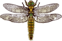 SR-book-Dragonfly.png