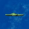 SRMOD-LOTD-tide-starfish-green.jpg